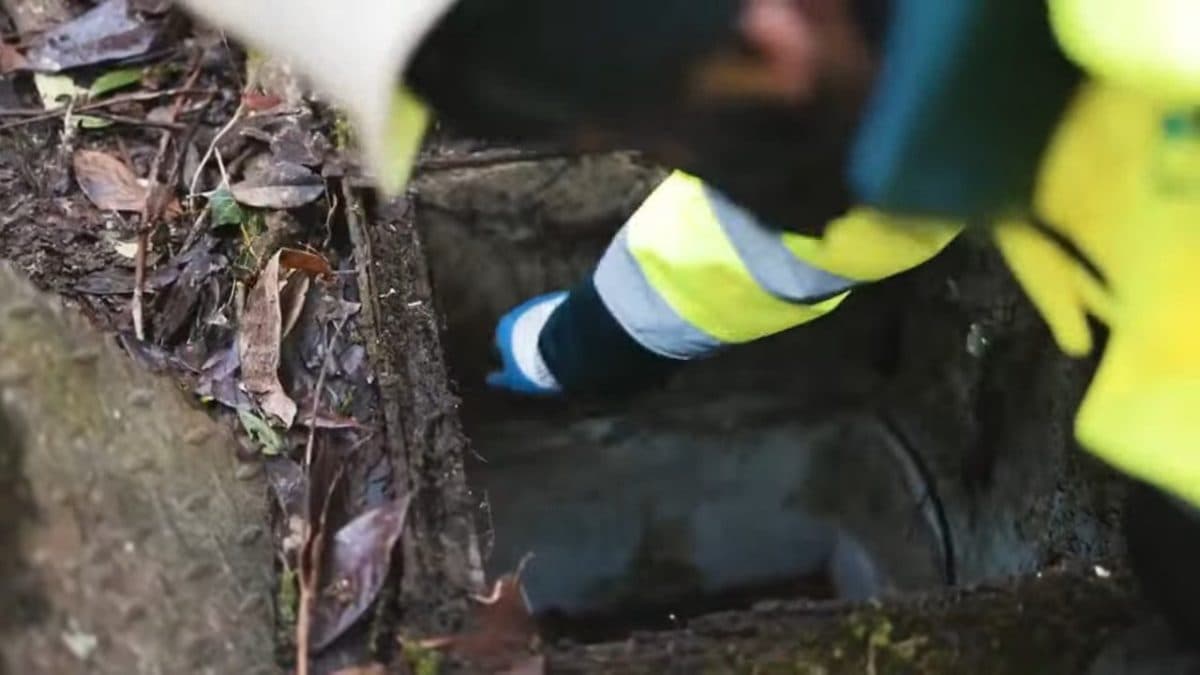 Main gantée engageant une aiguille de tirage dans un regard télécom envahi de terre et de feuilles